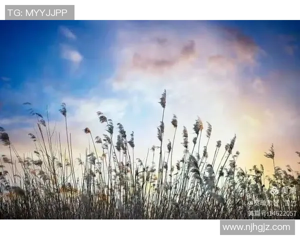 王岚的音乐旅程与人生哲学探讨：从旋律中寻找灵魂的共鸣与成长